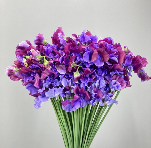 Sweet Pea Shikibu