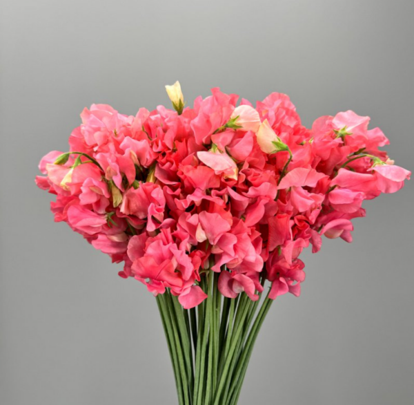 Sweet Pea Apricot Spirits