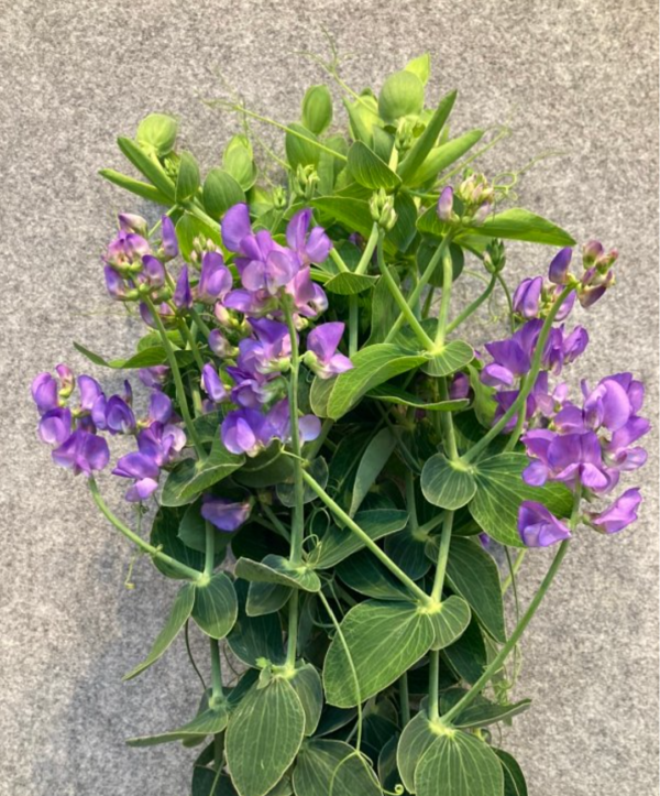 Sweet Pea Fragrance