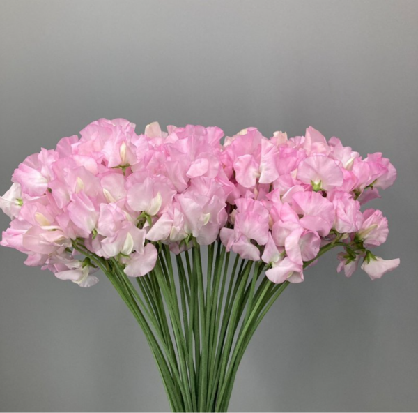 Sweet Pea Cinderella