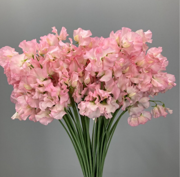 Sweet Pea Coral Pink