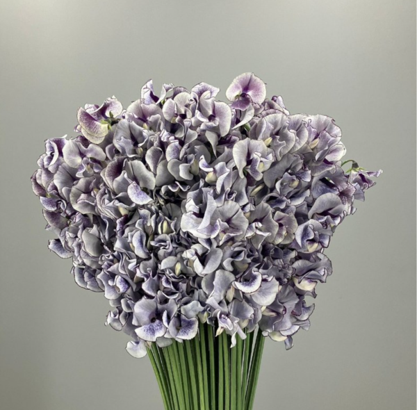 Sweet Pea Dark Blue