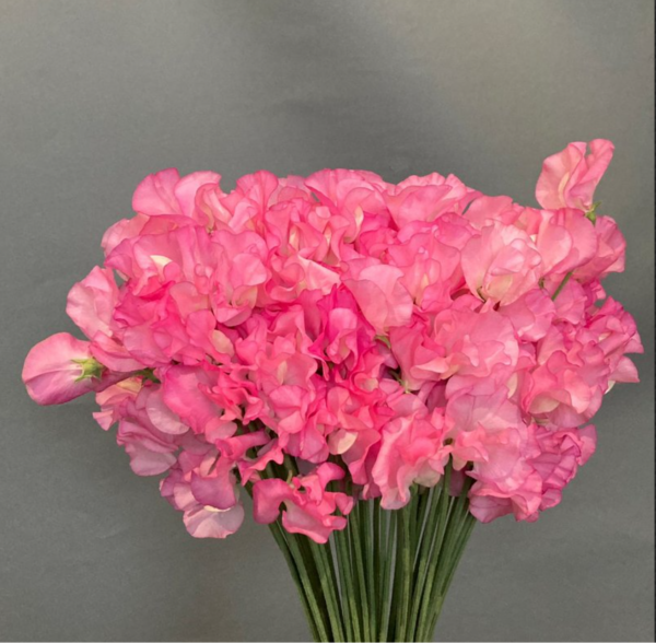 Sweet Pea Diana