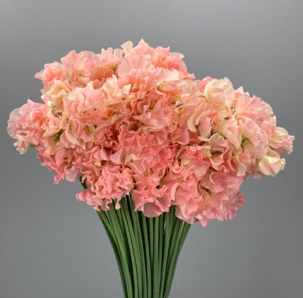 Sweet Pea Dream