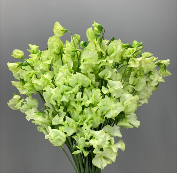 Sweet Pea Dyed Apple Green