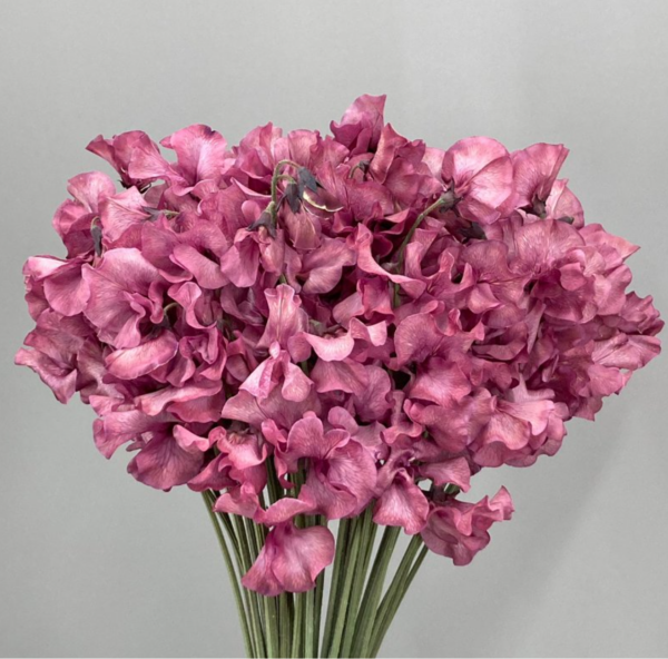 Sweet Pea Dyed Bordeaux