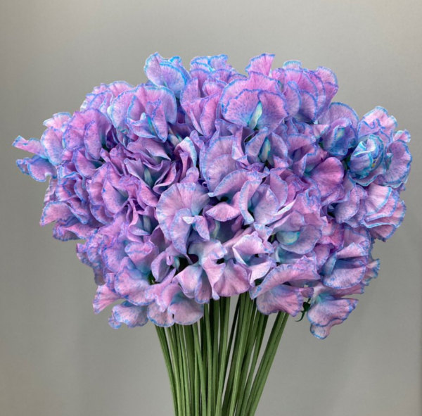 Sweet Pea Dyed Goldfish Bowl