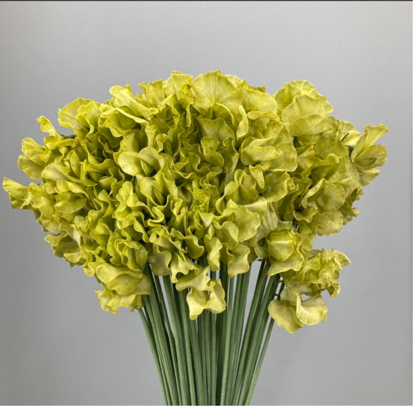 Sweet Pea Dyed Moss Green