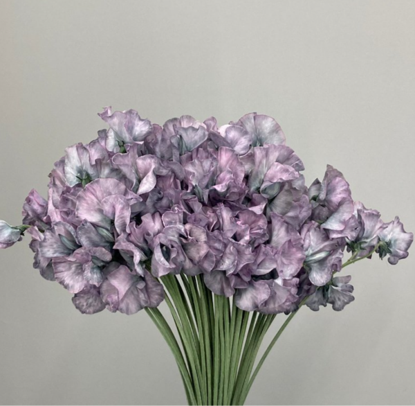 Sweet Pea Dyed Pink Greige
