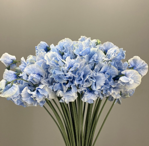 Sweet Pea Dyed Sorairo