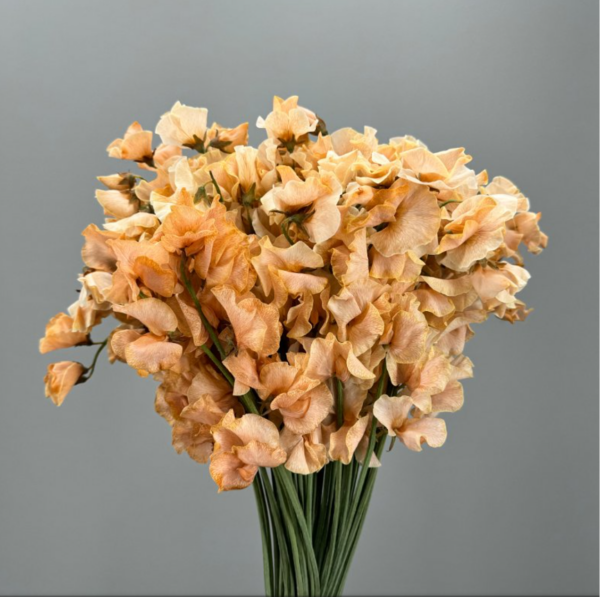 Sweet Pea Dyed Sun Moca
