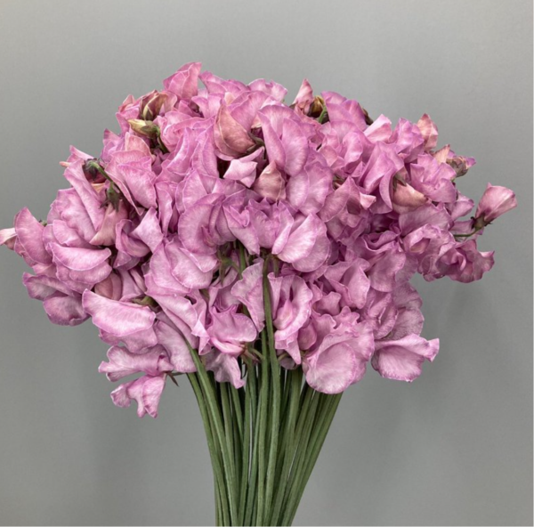 Sweet Pea Dyed Sun Rose