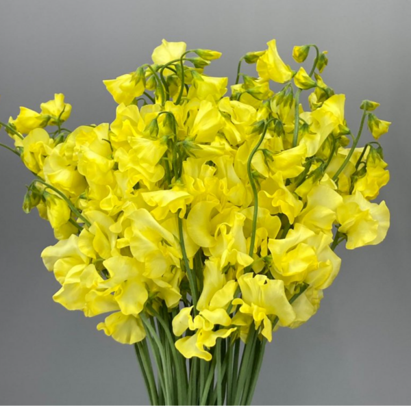 Sweet Pea Dyed Yellow