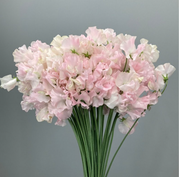 Sweet Pea First Lady