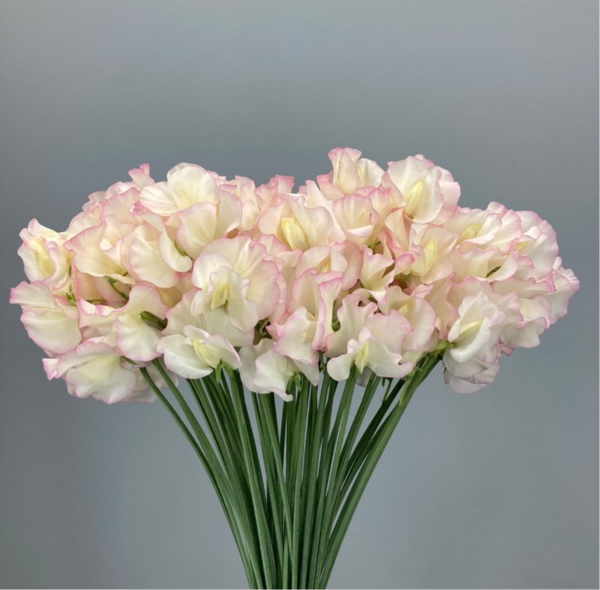 Sweet Pea Florica