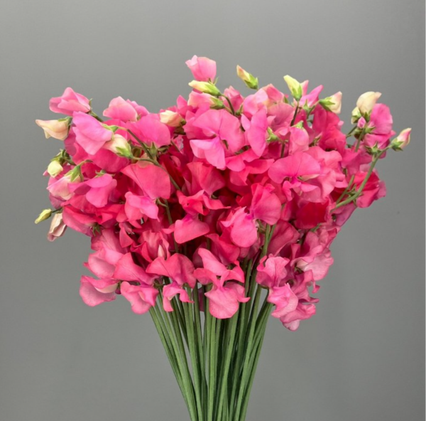 Sweet Pea French Rose