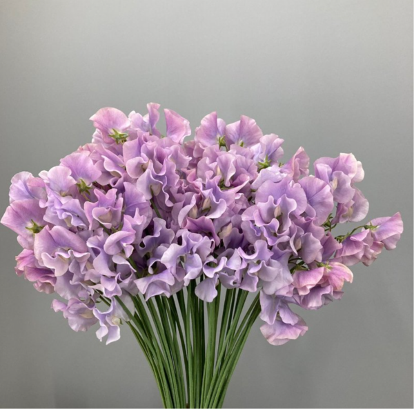 Sweet Pea Fujimurazaki