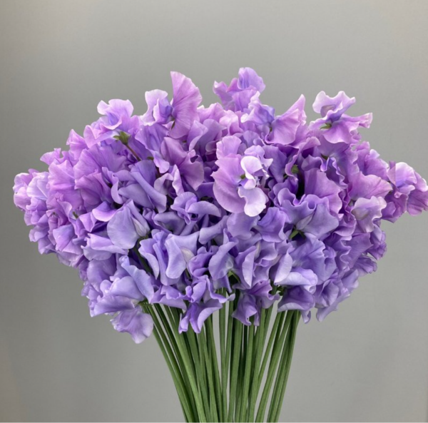 Sweet Pea Grace