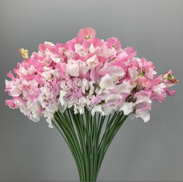 Sweet Pea Koi Shikibu