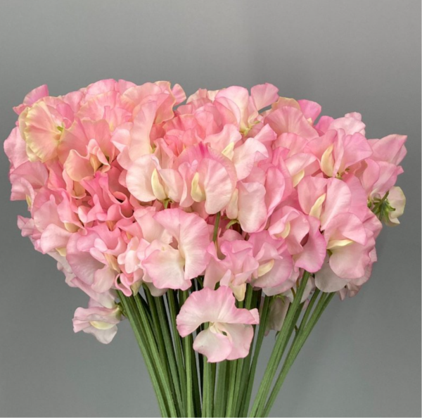 Sweet Pea Laurent