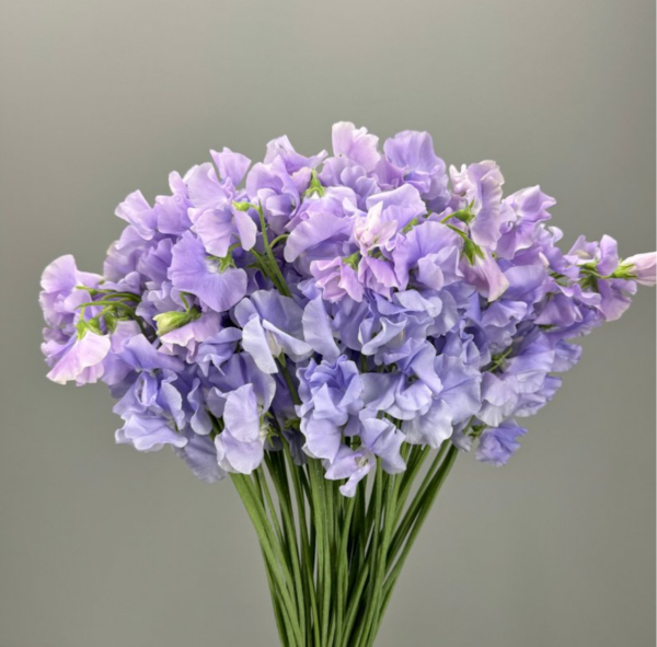 Sweet Pea Lavender