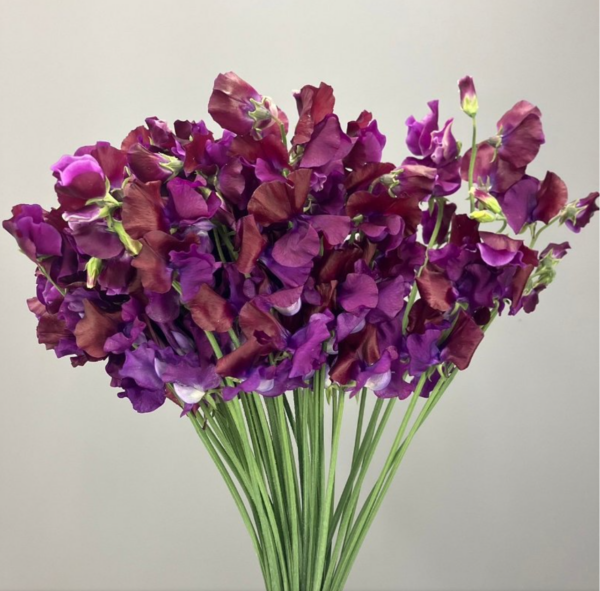 Sweet Pea Lilian