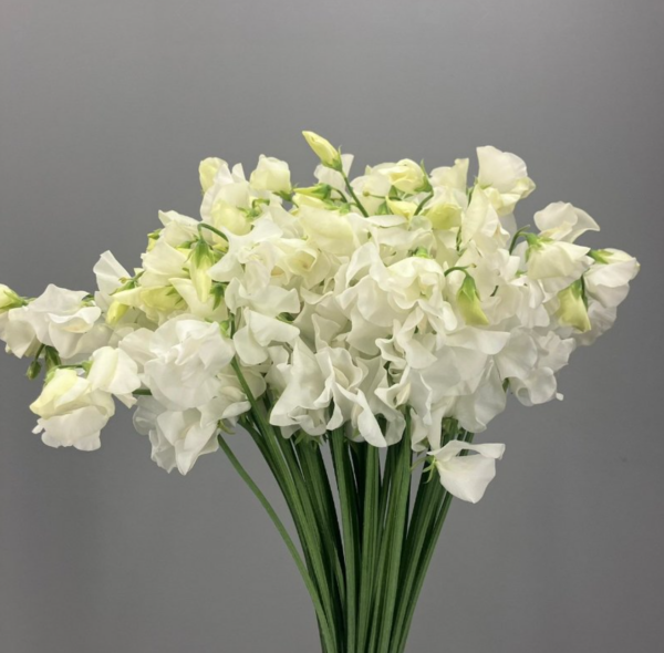 Sweet Pea Lily