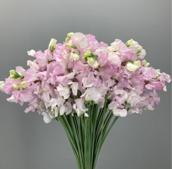 Sweet Pea Love Smile