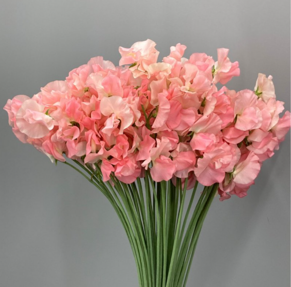 Sweet Pea Mimi