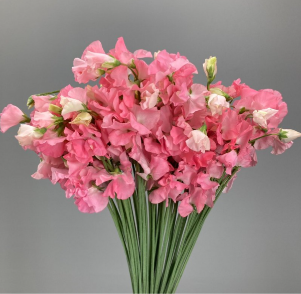 Sweet Pea Momoiro