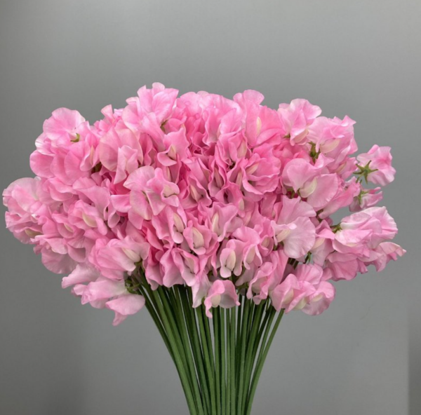 Sweet Pea Momoko
