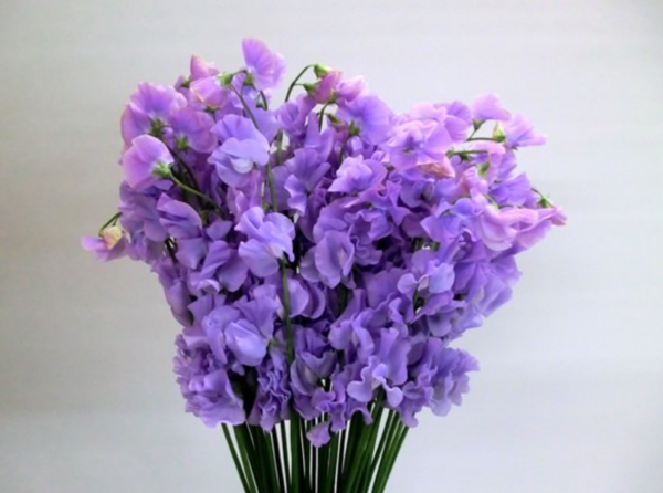 Sweet Pea Musica Lavender