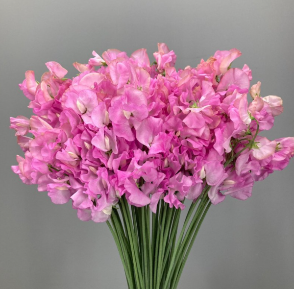 Sweet Pea Musica Rose