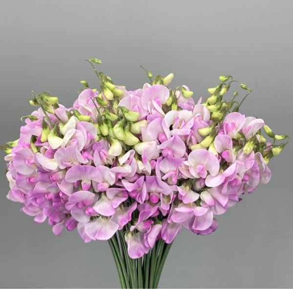 Sweet Pea Pink