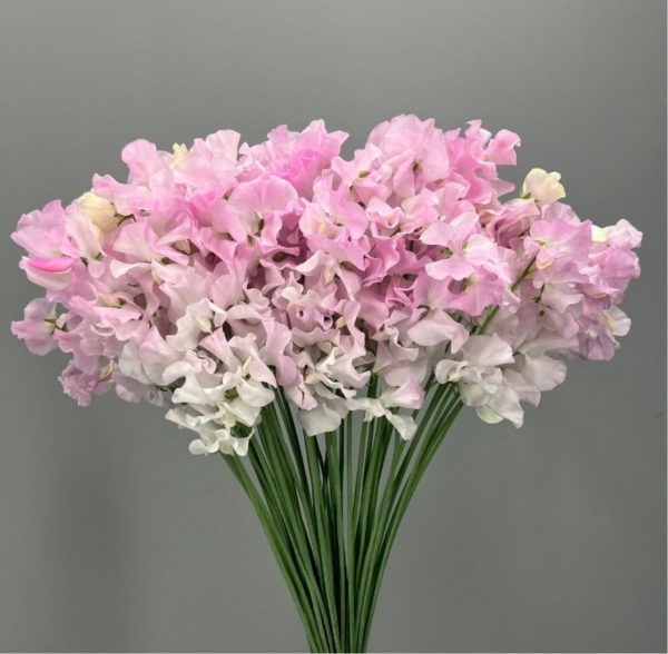 Sweet Pea Princess
