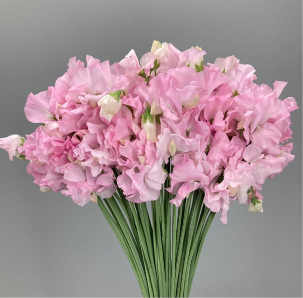 Sweet Pea Princess Kaguya