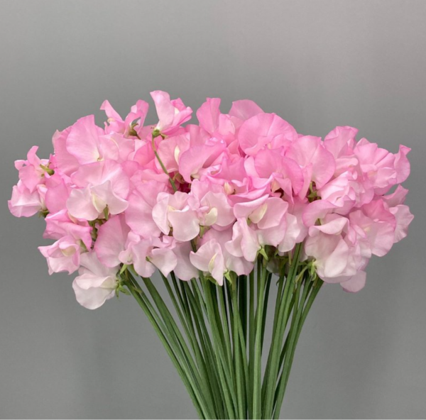 Sweet Pea Pure Pink