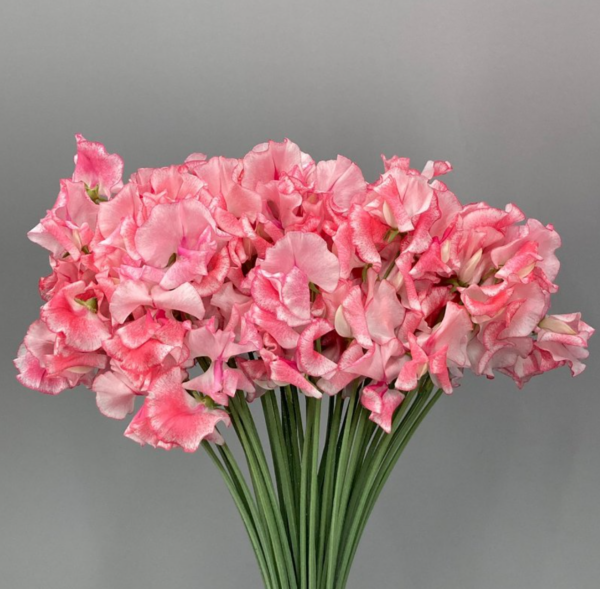Sweet Pea Ripple Orange