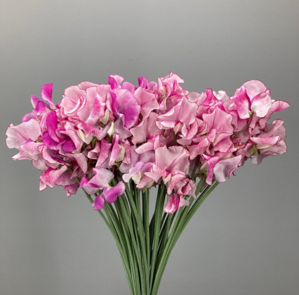 Sweet Pea Ripple Pink