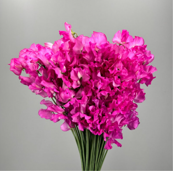 Sweet Pea Rosemary