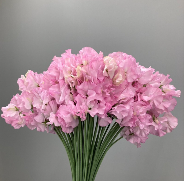 Sweet Pea Royal Cherry