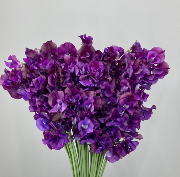 Sweet Pea Royal Queen