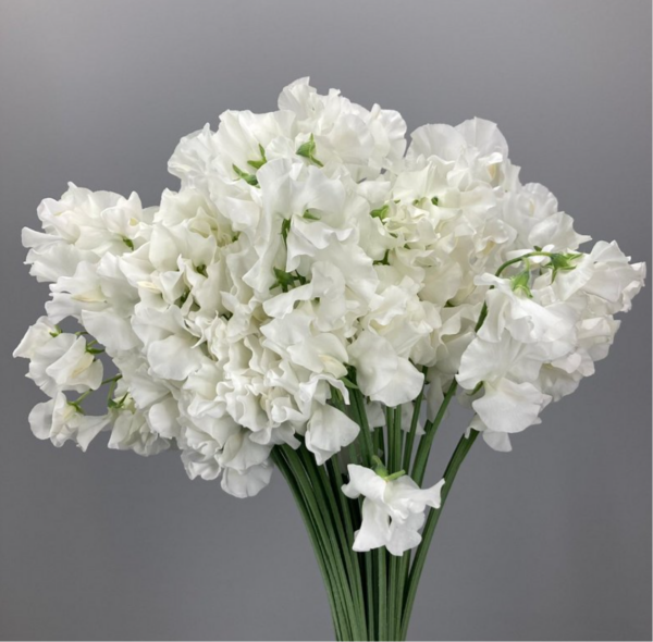 Sweet Pea Royal White