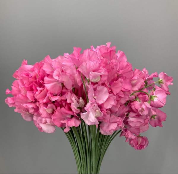 Sweet Pea Sakura