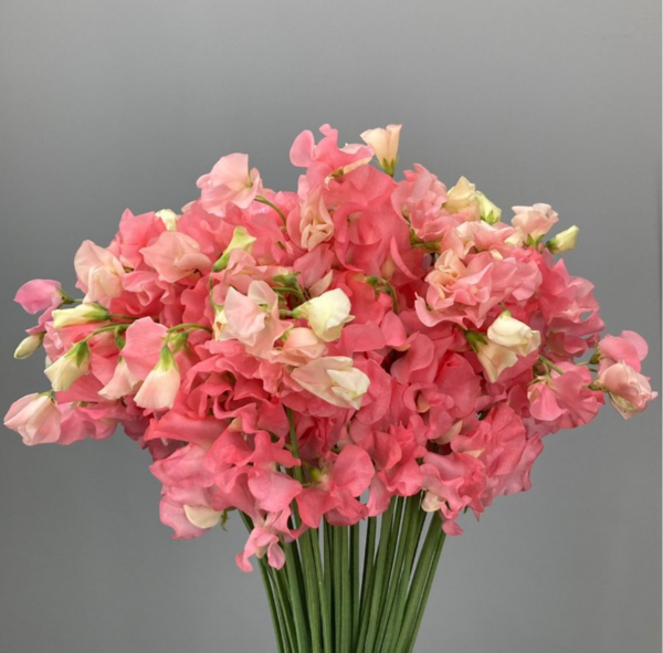 Sweet Pea Salmon Pink