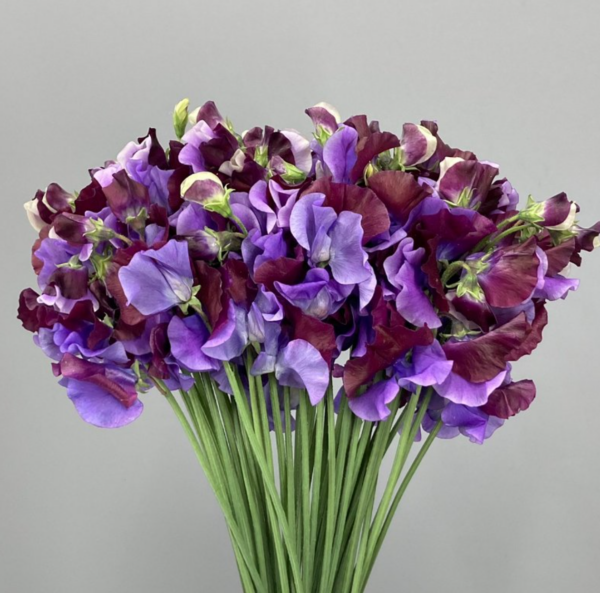 Sweet Pea Shikibu