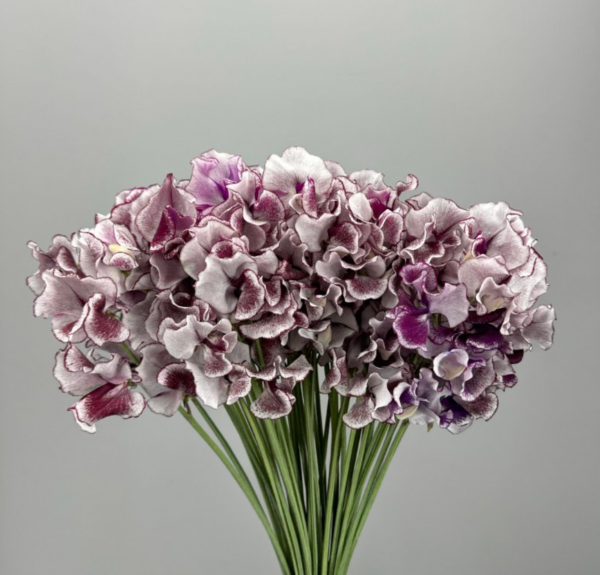 Sweet Pea Shire Ripple