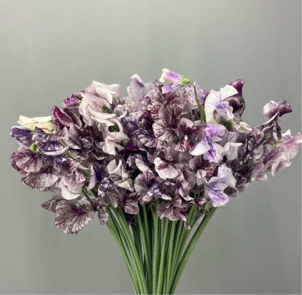 Sweet Pea Shire Splash