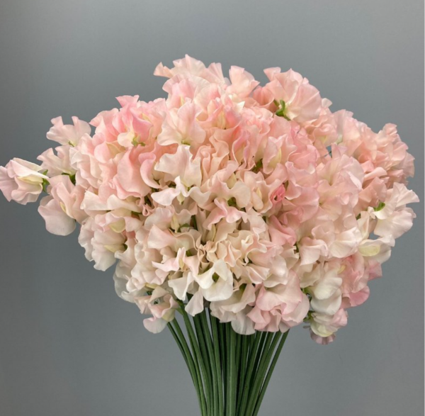 Sweet Pea Silky Peach