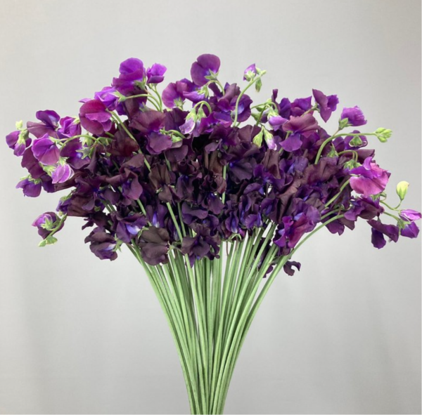 Sweet Pea Sommelier